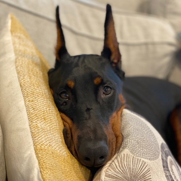 Meet your Posher, Matthew - Picture 1 of 1